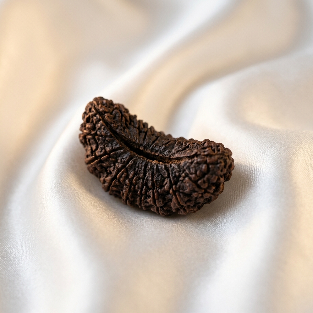 Pure 1 Mukhi Rudraksha